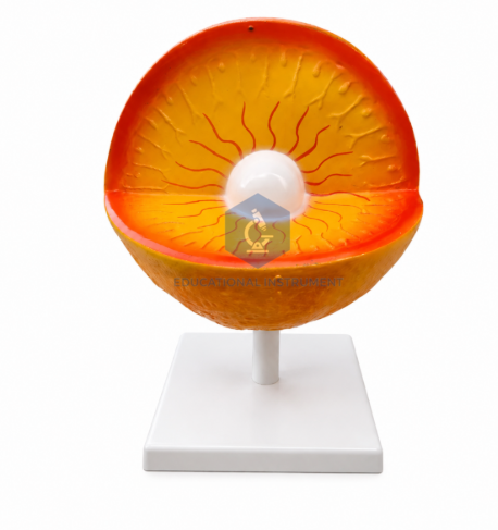 Sun Structure Model
